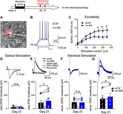 Kappa Opioid Receptor Blockade in the Amygdala Mitigates Pain Like-Behaviors by Inhibiting Corticotropin Releasing Factor Neurons in a Rat Model of Functional Pain